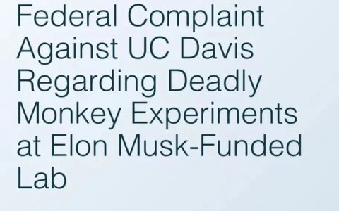 马斯克脑机公司被控诉虐猴：反复感染、癫痫发作、残害致死，科技与伦理矛盾上演